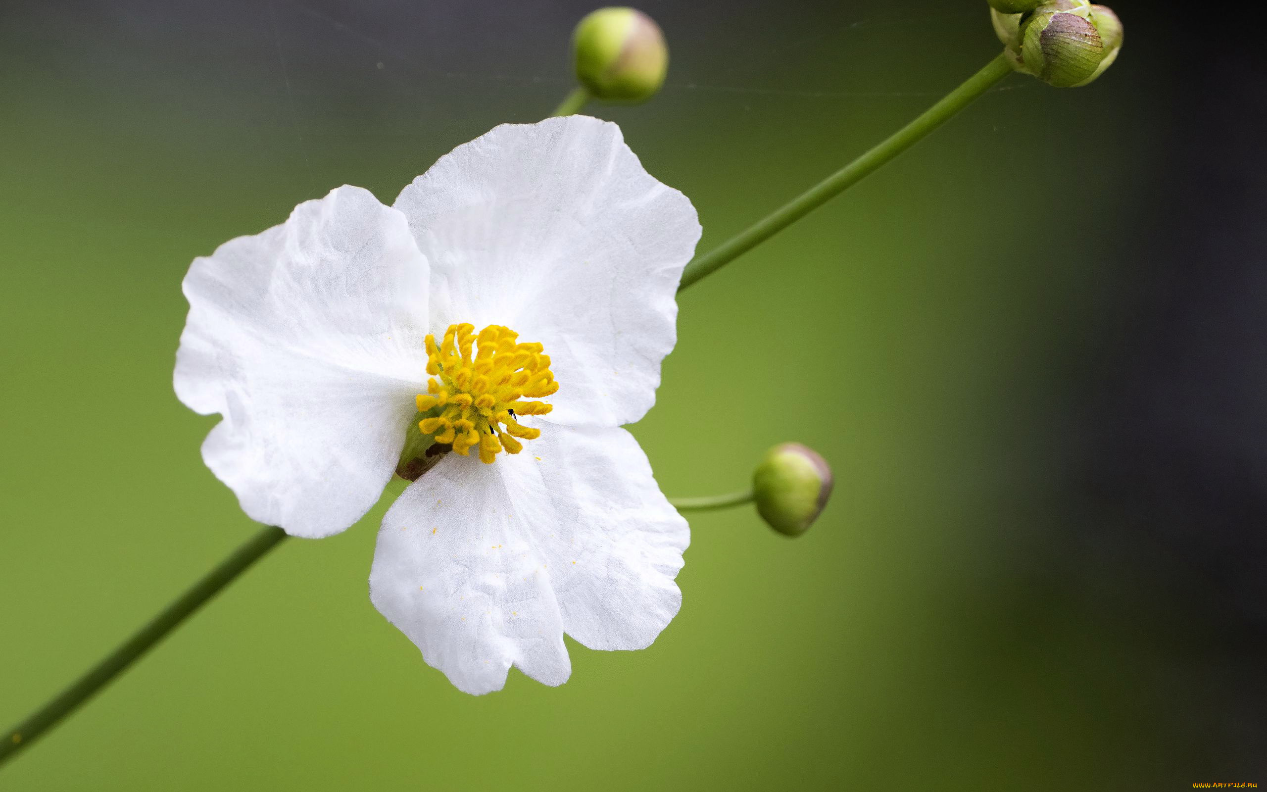 , sagittaria, ,  , ,  
